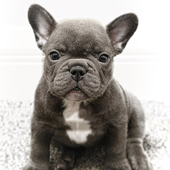 French Bulldog Breeders